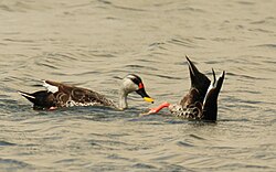 Indian spot-billed duck (Anas poecilorhyncha) dabbling