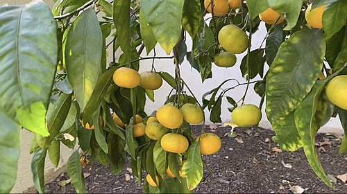 Mandarin Orange tree with fruit
