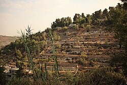 Terraces near Ein Karem, Israel