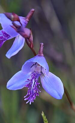 Disa baurii