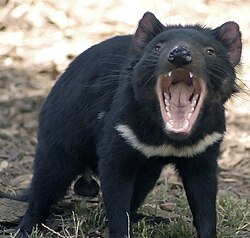 Tasmanian devil in defensive stance
