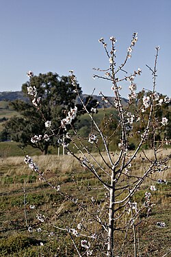 An almond tree in bloom