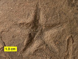 Asteriacites (sea star trace fossil) from the Devonian of northeastern Ohio. It appears at first to be an external mold of the body, but the sediment piled between the rays shows that it is a burrow.