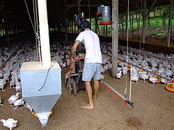 Poultry in Santa Catarina