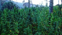 Cannabis field at Ketama Tidighine mountain, Morocco