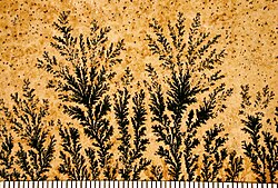 An example of a pseudofossil: Manganese dendrites on a limestone bedding plane from Solnhofen, Germany; scale in mm