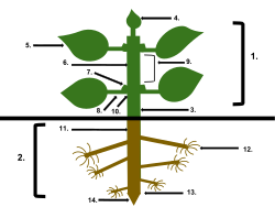 Anatomy of a seed plant. 1. Shoot system. 2. Root system. 3. Hypocotyl. 4. Terminal bud. 5. Leaf blade. 6. Internode. 7. Axillary bud. 8. Petiole. 9. Stem. 10. Node. 11. Tap root. 12. Root hairs. 13. Root tip. 14. Root cap