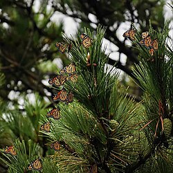 Migrating monarchs resting on a pine tree in Fire Island National Seashore on Fire Island, New York (September 2021)
