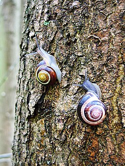 Arboreal snails use their sticky slime to help in climbing up trees since they lack limbs to do so