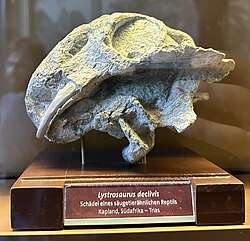 Lystrosaurus skull showing prominent tusks; growth rings within these tusks (not visible externally) have been used to infer periodic metabolic stress consistent with torpor-like states.