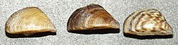 Shells of three colour varieties