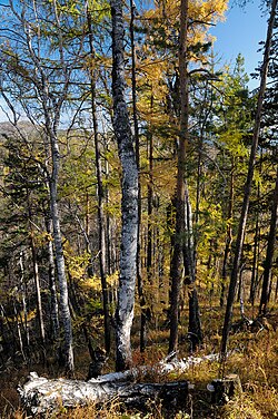 Boreal forest near Lake Baikal in Russia