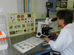 Identification and quantification of helminth eggs at UNAM university in Mexico City, Mexico