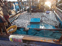 Traditional fishing trawler filled with sardines, India