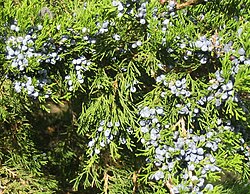 Juniperus virginiana in October laden with ripe cones
