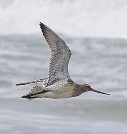 In flight, showing tail barring