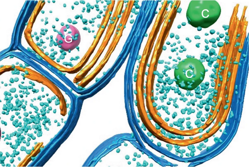 Cyanobacterial thylakoid membrane [66] Outer and plasma membranes are in blue, thylakoid membranes in gold, glycogen granules in cyan, carboxysomes (C) in green, and a large dense polyphosphate granule (G) in pink