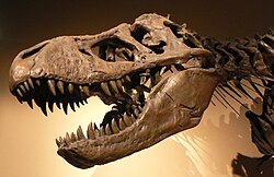 Tyrannosaurus rex. Non-avian dinosaurs died out in the Cretaceous–Paleogene extinction event at the end of the Cretaceous period.