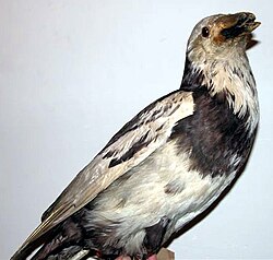 Specimen of the extinct pied raven, a colour morph from the Faroe Islands