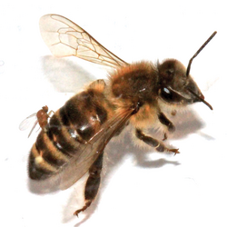 Female phorid fly Apocephalus borealis (centre left) ovipositing into the abdomen of a worker honey bee, altering its behaviour