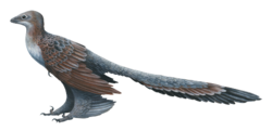 Changyuraptor, a microraptorian