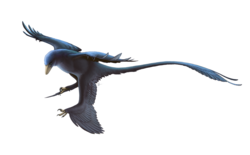Restoration of Microraptor, featuring an aerodynamic pose
