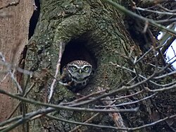 Little owls often nest in hollow tree trunks. (Strumpshaw Fen RSPB reserve, Norfolk)