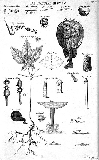 Black and white tables of natural history, from Ephraim Chambers's 1728 Cyclopaedia.