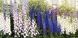 Delphiniums displayed at the Chelsea Flower Show