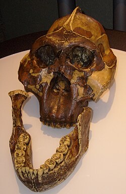 Replica of the skull sometimes known as "Nutcracker Man", found by Mary Leakey