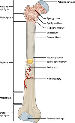 Structure of a long bone
