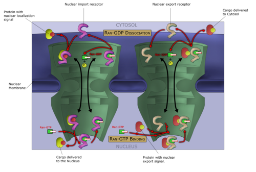 Macromolecules, such as RNA and proteins, are actively transported across the nuclear membrane in a process called the Ran-GTP nuclear transport cycle.