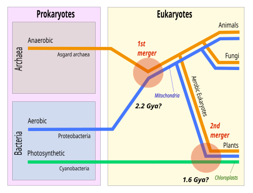 In the theory of symbiogenesis, a merger of an Promethearchaeati / "Asgard" archaean and an aerobic bacterium created the eukaryotes, with aerobic mitochondria; a second merger added chloroplasts, creating the green plants.[99]