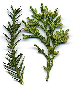 Detail of Juniperus chinensis shoots, with juvenile needle-like leaves (left), adult scale leaves (right), with immature male cones