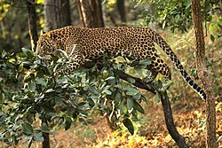 Leopard in a tree in India