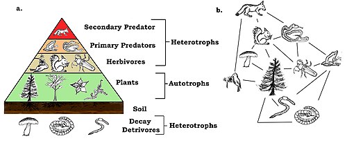 A trophic pyramid (a) and a simplified community food web (b) illustrating ecological relations among creatures that are typical of a northern Boreal terrestrial ecosystem. The trophic pyramid roughly represents each level's biomass (usually measured as total dry weight).