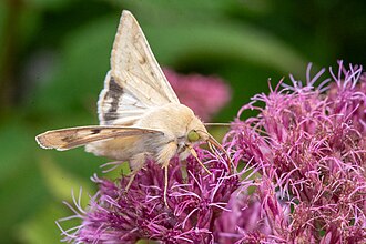 Helicoverpa zea feeding on nectar of Eutrochium