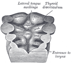 Floor of pharynx at about 26 days showing lateral swellings at first pharyngeal arch (mandibular arch)