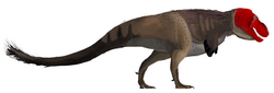 Restoration showing partial feathering