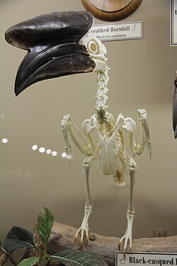 Male black-casqued hornbill (Ceratogymna atrata) on display at the Museum of Osteology.