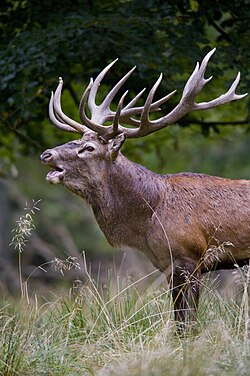 NatureScot issues licences to cull red deer following its merger with the Deer Commission for Scotland.
