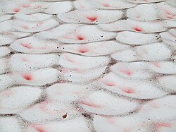 Algae, Chlamydomonas nivalis, that thrive in snow form red areas in the suncups on this snow surface