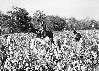 An overseer on horseback observes enslaved people picking cotton, c. 1850.