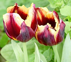 'Gavota', a division 3 cultivar
