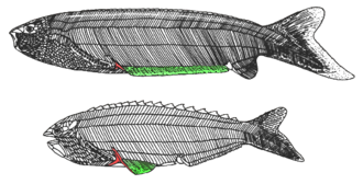 Anaspids are characterized by a large, tri-radiate spine (red) posteriorly to the series of branchial openings. It is assumed that the most primitive anaspids, such as Pharyngolepis (top), possessed a long, ribbon-shaped, ventrolateral fin-fold (green). More advanced forms, such as Rhyncholepis (bottom), possessed a shorter paired fin-fold (green) and enlarged, spine-shaped, median dorsal scutes. – Philippe Janvier[1]