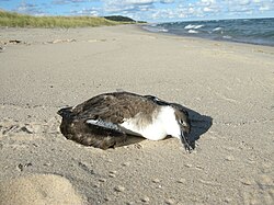 Vagrant birds in unfamiliar habitats may end up dying from stress or a lack of food, as happened to this great shearwater that was found at Sleeping Bear Dunes National Lakeshore on Lake Michigan