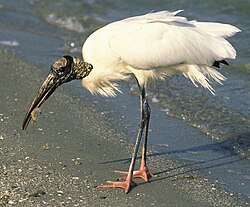 Wood stork
