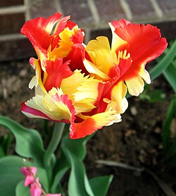 'Texas Flame', a division 10 cultivar