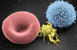 Scanning electron micrograph of blood cells. From left to right: human red blood cell, thrombocyte (platelet), leukocyte.