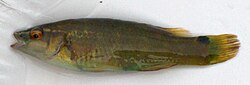 The goldsinny wrasse was named Labrus suillus & Labrus rupestris in 1758.